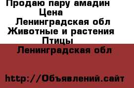 Продаю пару амадин.  › Цена ­ 900 - Ленинградская обл. Животные и растения » Птицы   . Ленинградская обл.